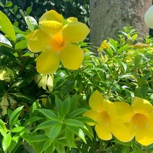 Meet your Posher, Yael